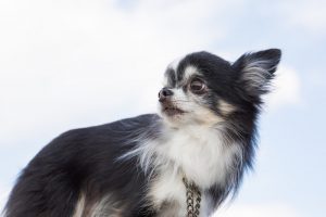 【癒される！】可愛くて面白い動物写真を集めてコメントしてみた